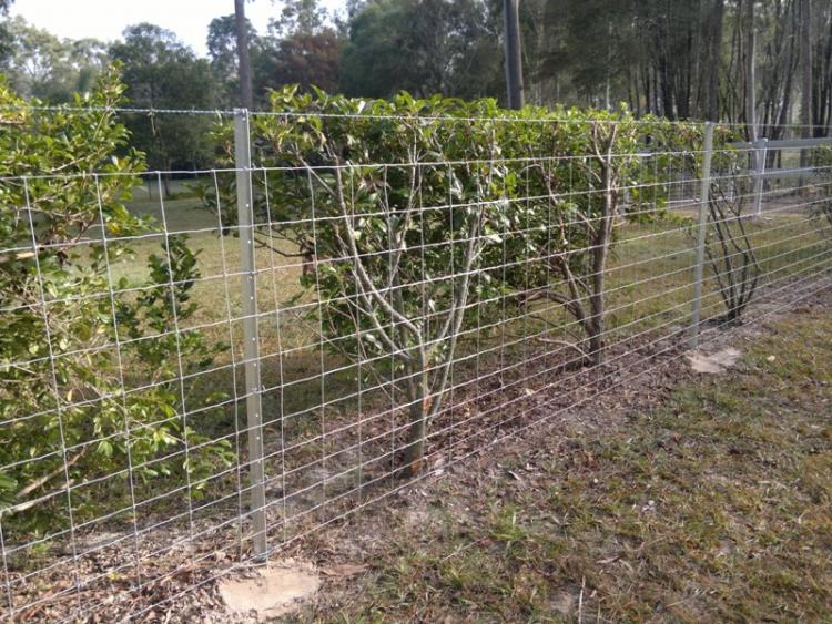 1.8mm Waratah barb wire, 12-115-15 Stiff Stay & gal star pickets.jpg